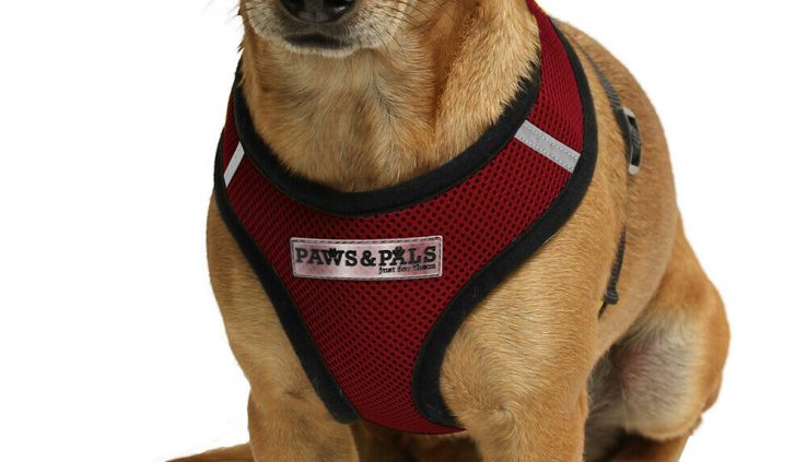 Pet Administration Harness for Dog & Cat Soft Mesh Lumber Collar Security Strap Vest