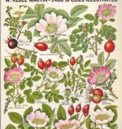 CONCISE BRITISH FLORA IN COLOUR By W.KEBLE MARTIN. 0722105037