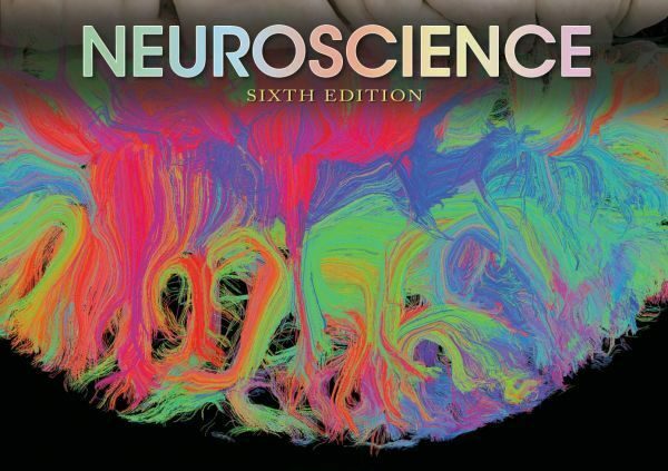 sixth Edition Neuroscience Dale Purves |P.D.F|