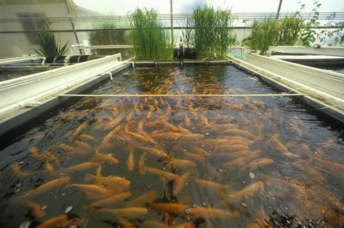 Fish Custom Farming CD Ponds Hatching Hatchery 30 Books Pisciculture Trout