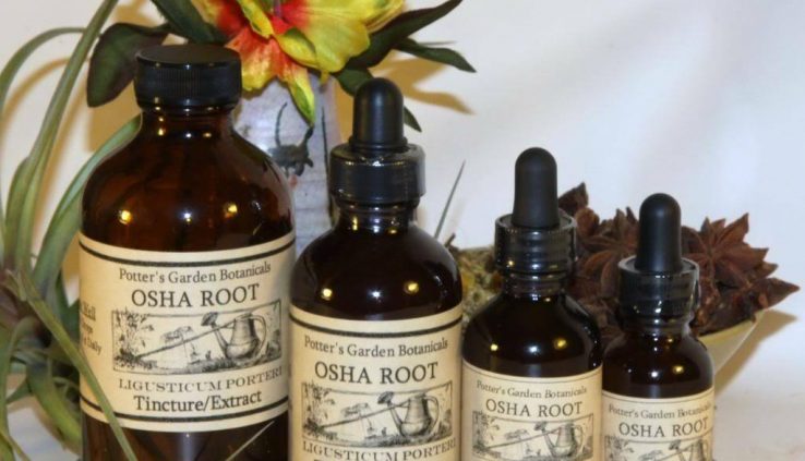 OSHA ROOT Extract Cleanse Lungs Respiratory STRONG Folk HandcraftRemedy Tincture