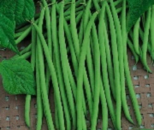 ORGANIC STRINGLESS FRENCH GREEN BEAN SEEDS HARICOT VERT LOW SHIPPING