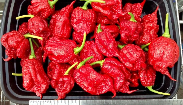 Most up to the moment pepper flowers, ( varified by Guiness ) , three count. ( FREE SHIPPING )