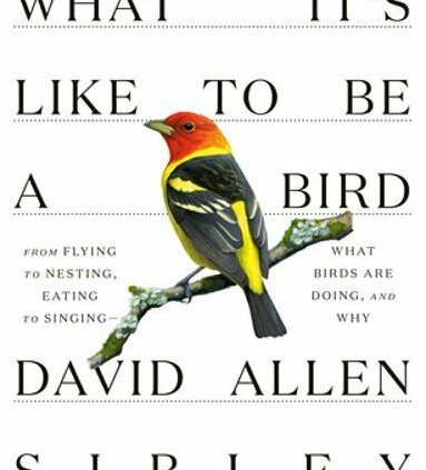 What It be Steal to be a Chicken by David Allen Sibley: New